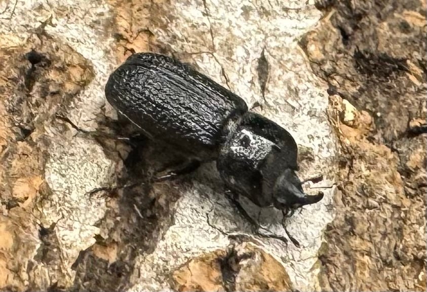 【WD】《ウンナンイッカククワガタ ペア》