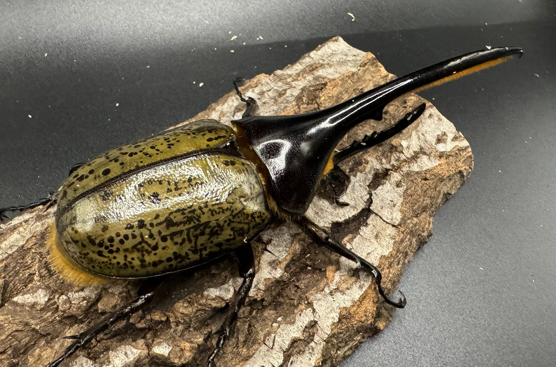 《ヘラクレス・ヘラクレス 126mm ペア》