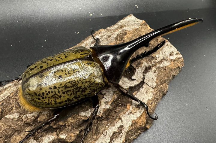 《ヘラクレス・ヘラクレス 126mm ペア》