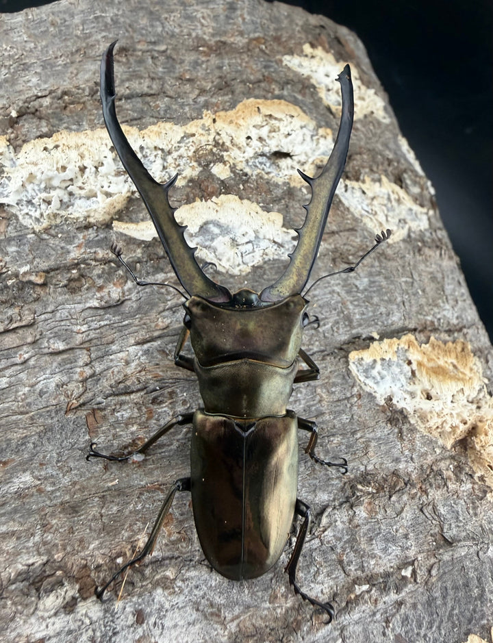 《メタリフェルホソアカ亜種イソガイ 76.5mm ♂単B品