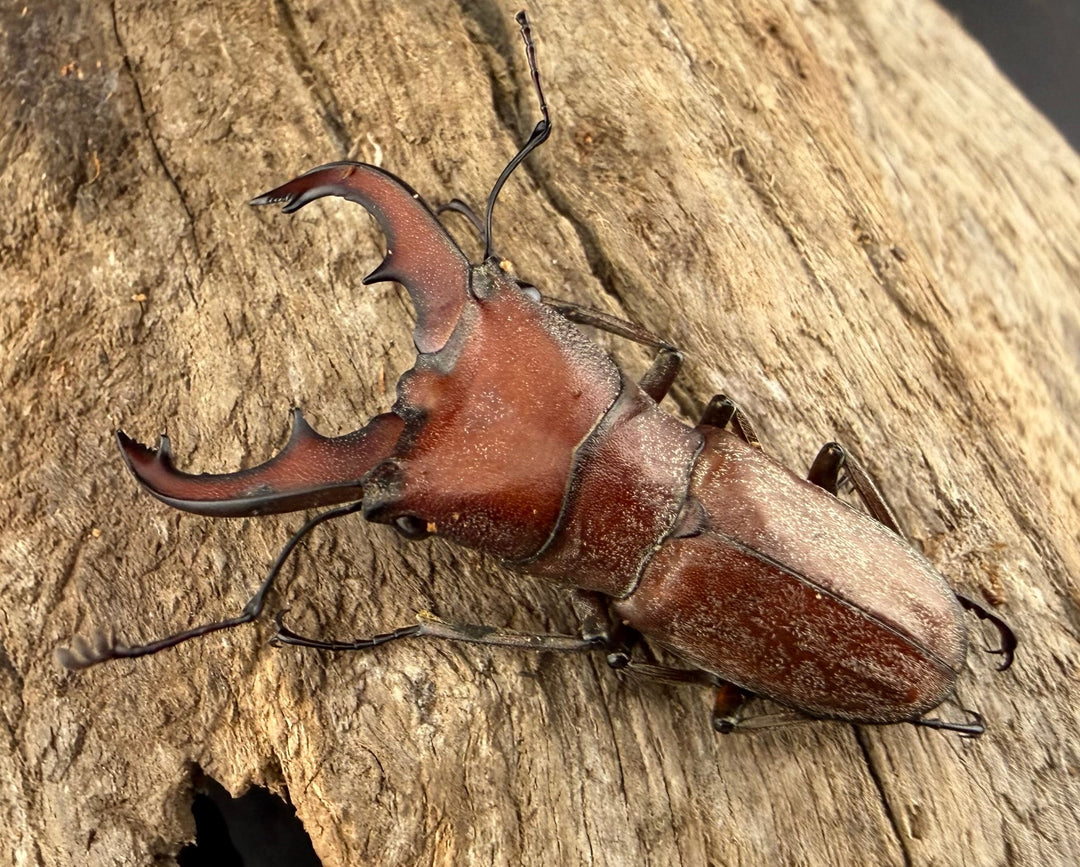 【WD】《スズムラホソアカ ロハス産 36mm A’品ペア》