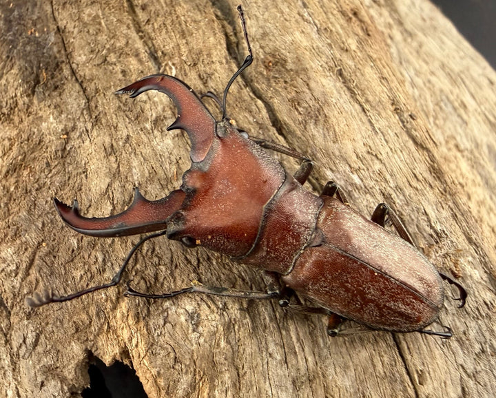 【WD】《スズムラホソアカ ロハス産 36mm A’品ペア》