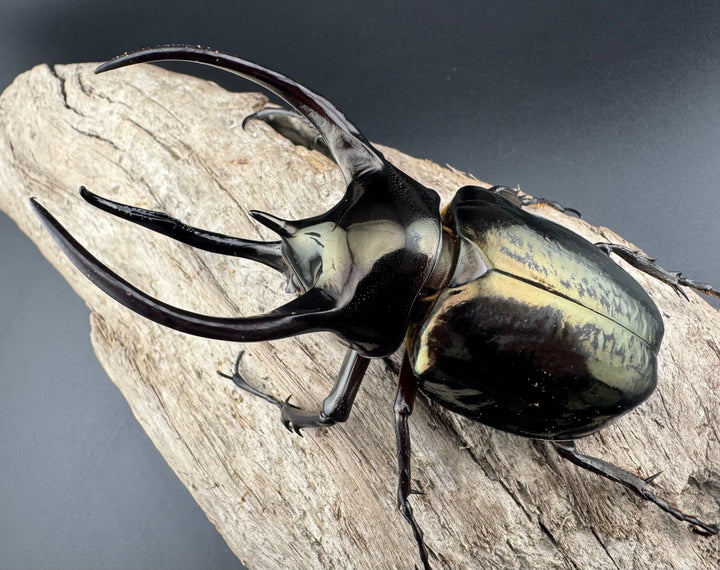 【WD】《ミンダナオアトラスオオカブト キダパワン産 94.5mm ペア》