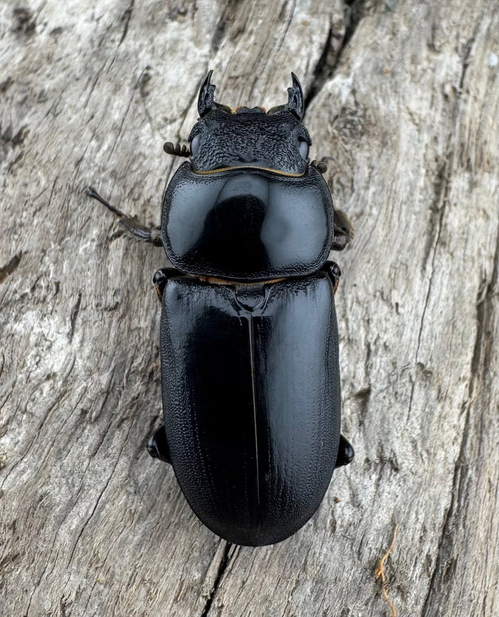 【WD】《ドルクスヤクシャ原名亜種 チベット産 41mm ♂♀♀トリオ》