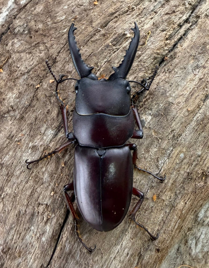 【WD】《デンティクラトゥスノコギリヒラタ 35.5mm ペア》