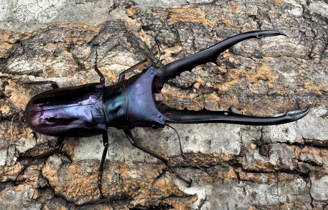 【美麗】《メタリフェルホソアカ 73mm ペア》わたくわ氏ブリード個体