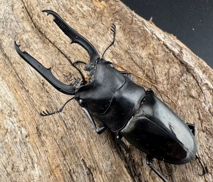 【WD】《ブッダノコギリ ミンダナオ産 52mm ペア》