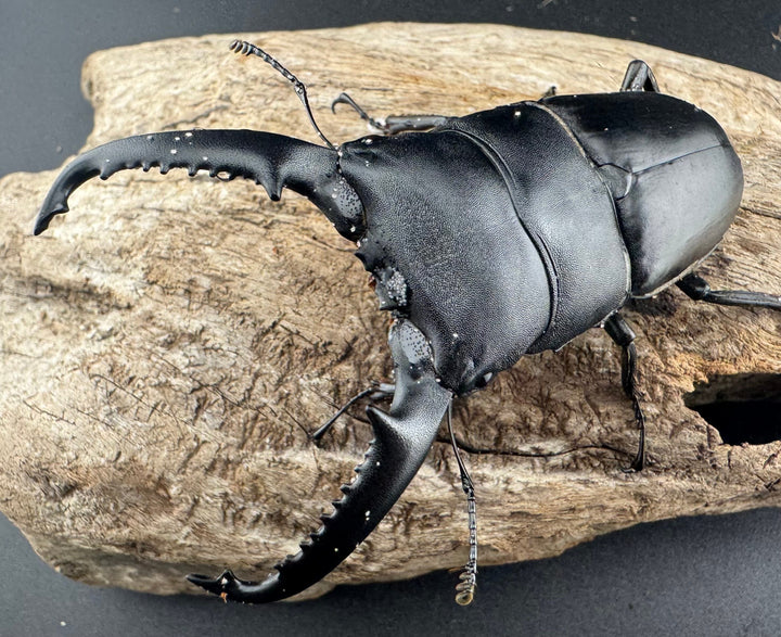 【WD】《パラワンオオヒラタ ガントン産 86mm ペア》