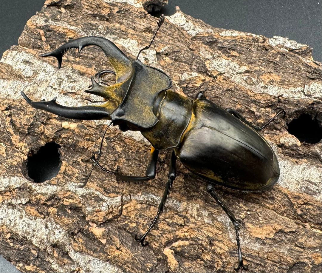 【WD】《チベットミヤマ亜種フルキフェル 75mm ペア》