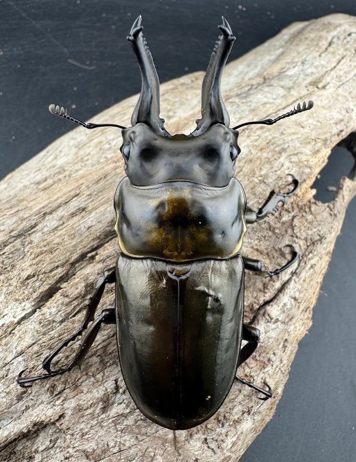 【F0】大型《ローゼンベルグオウゴンオニクワガタ 75.5mm ペア》