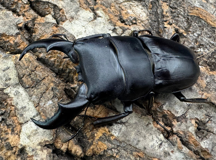 【WF3】《サキシマヒラタクワガタ 61mm ペア》