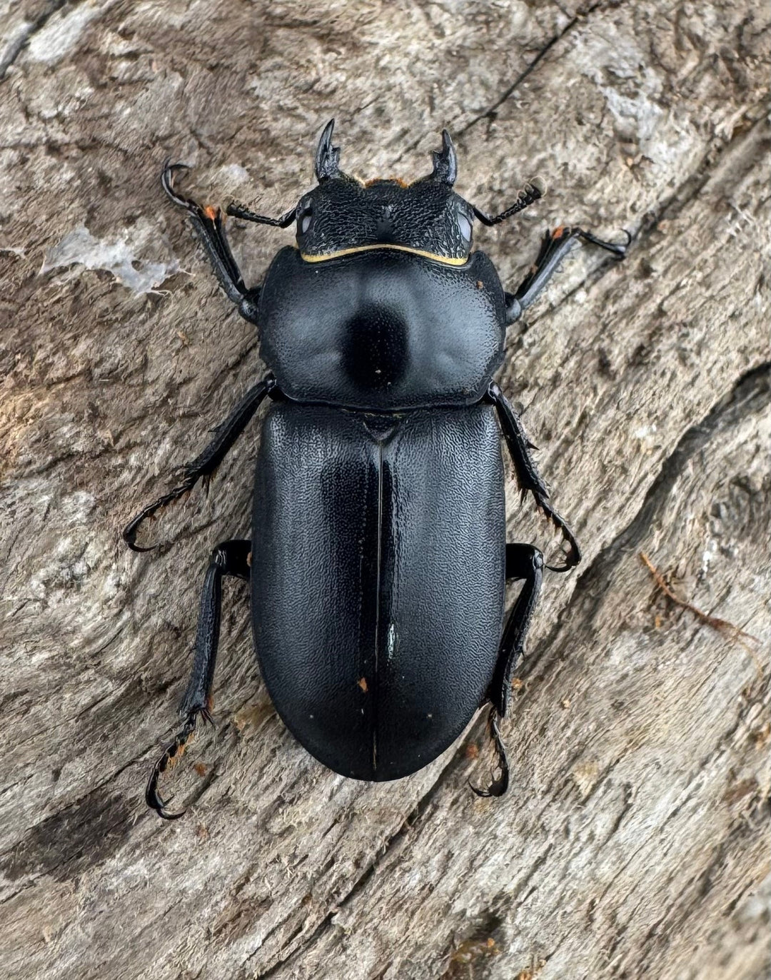 【WD】《ダビディスコクワガタ 25mm ペア》