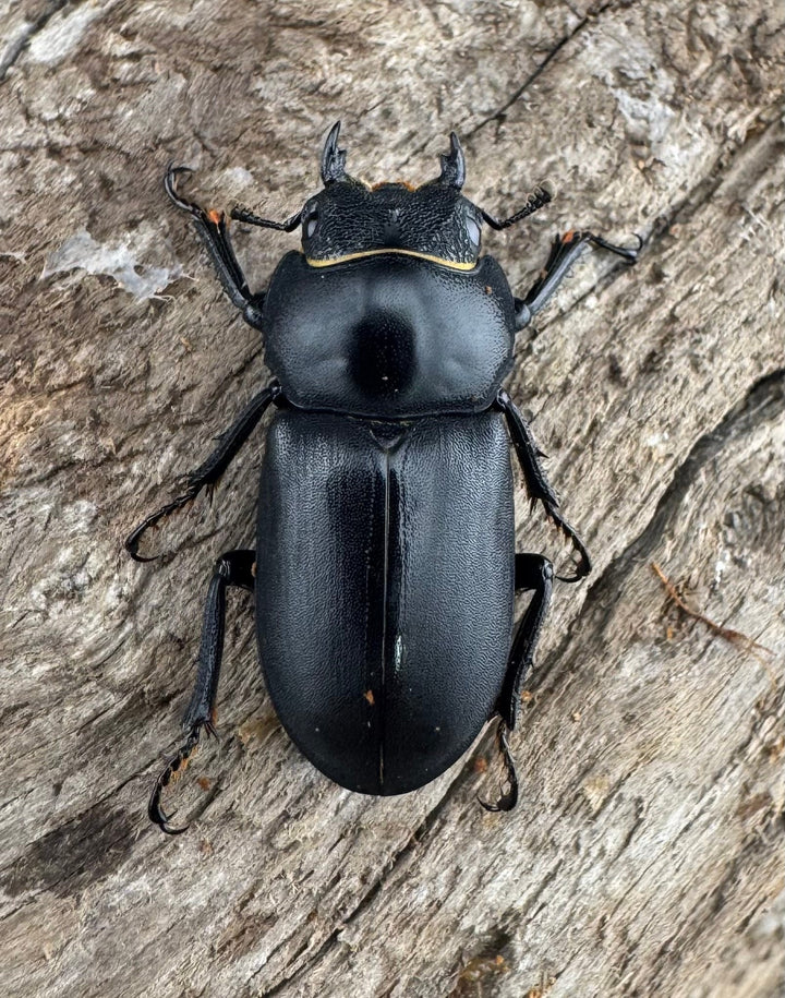 【WD】《ダビディスコクワガタ 25mm ペア》