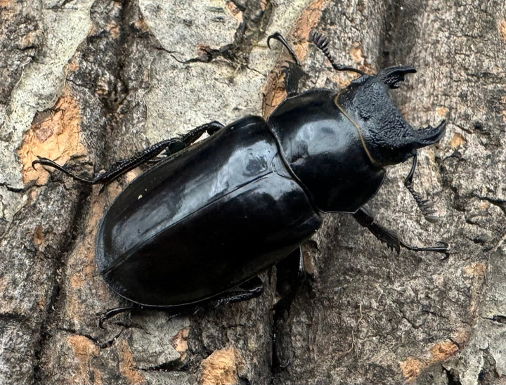 【WD】《チェンミヤマ メトク産 37mm ♀単》