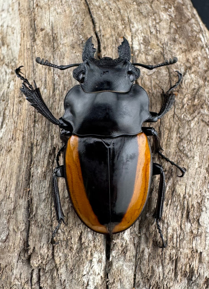 【WD】《ワラストンツヤクワガタ 69.5mm ペア》