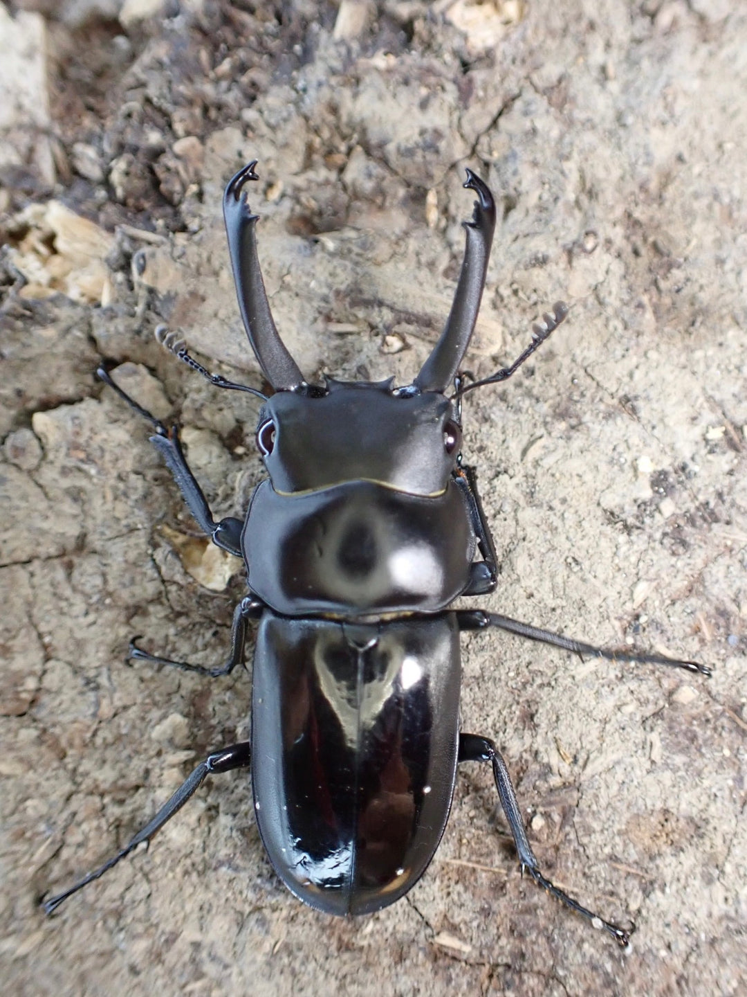 【WD】《ビシグナートゥスコクワ ペア》