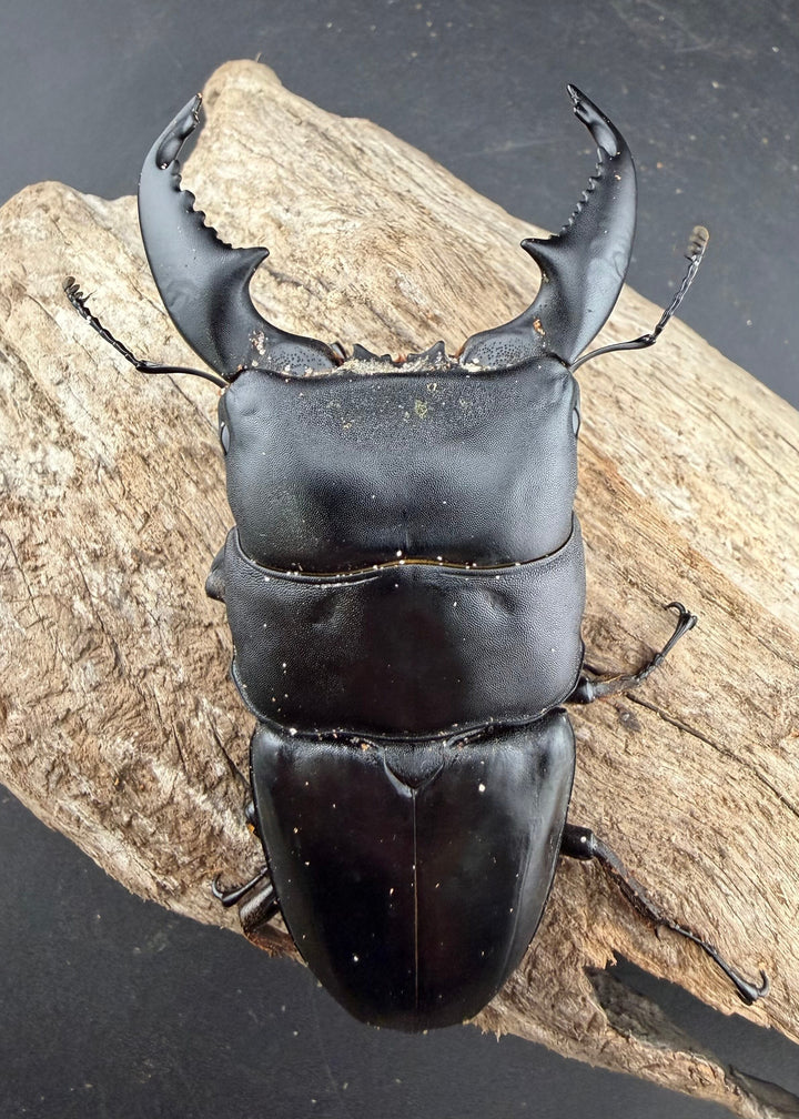 【WD】《スマトラオオヒラタ アチェ産 94mm ペア》