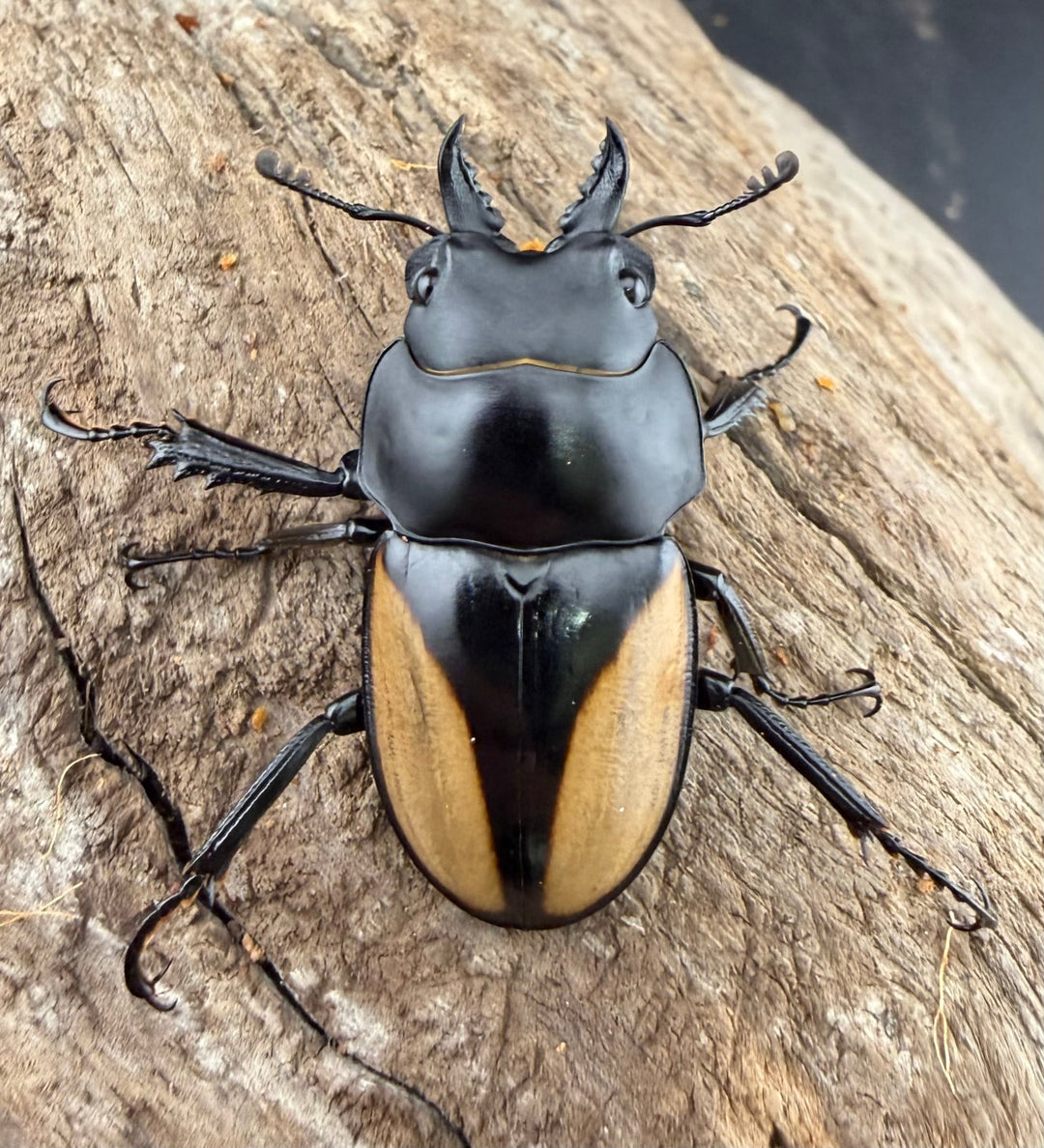 【WD】《パリーマルバネクワガタ 36.5mm ペア》