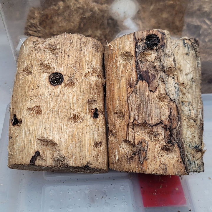 超濃度バクテリア材【襷】Lサイズ　1本