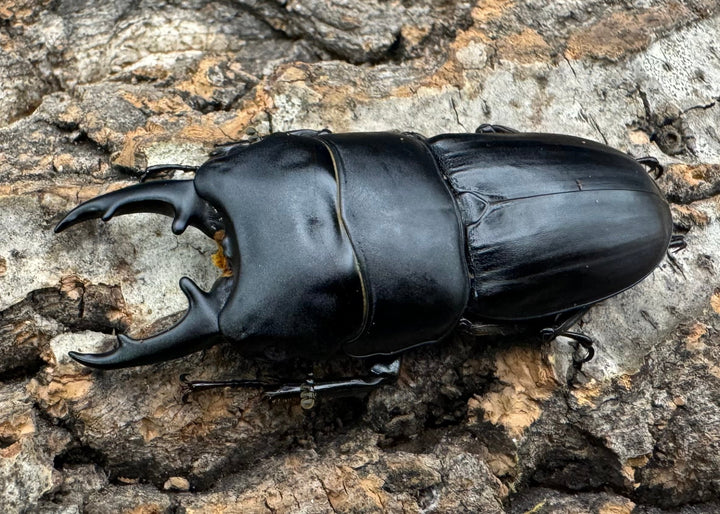 【WF2】《ハンスヒラタ 55mm ペア》