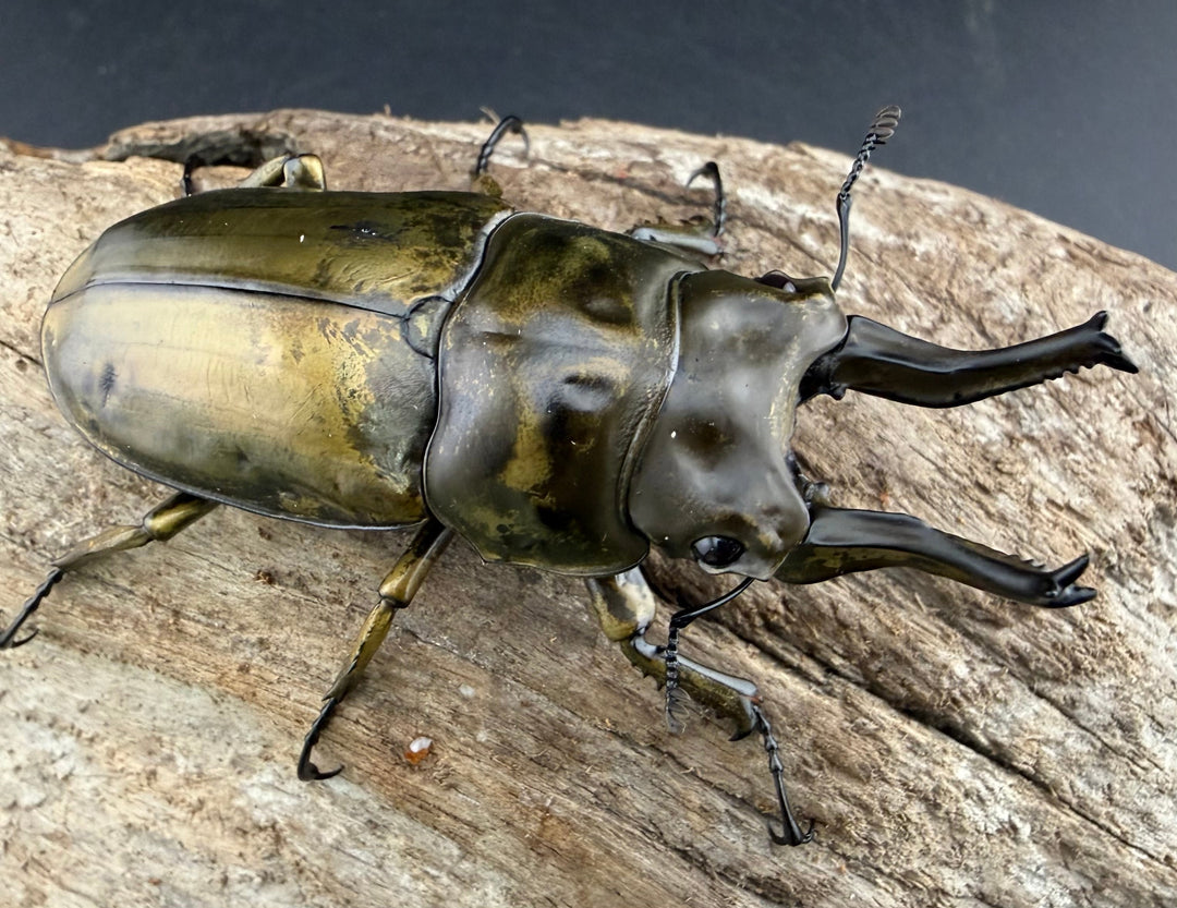 【F0】《ローゼンベルグオウゴンオニクワガタ 67.5mm ペア》