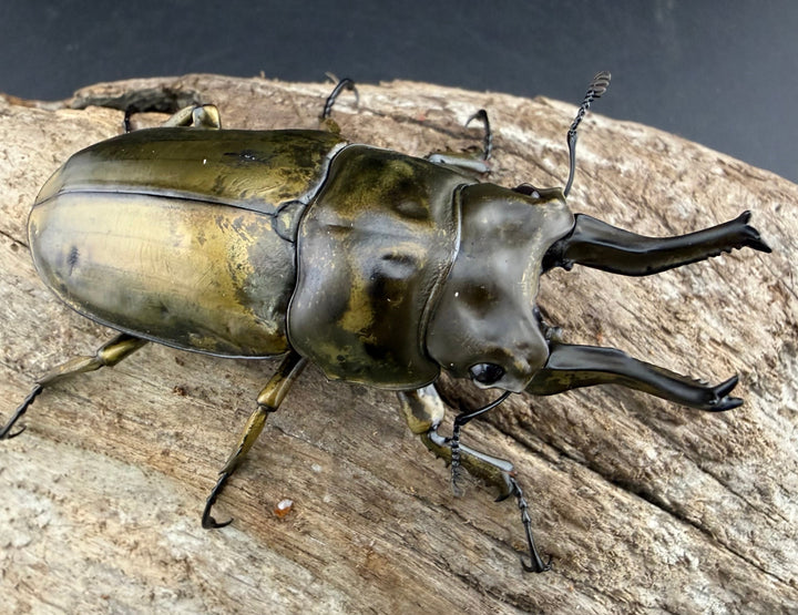 【F0】《ローゼンベルグオウゴンオニクワガタ 67.5mm ペア》