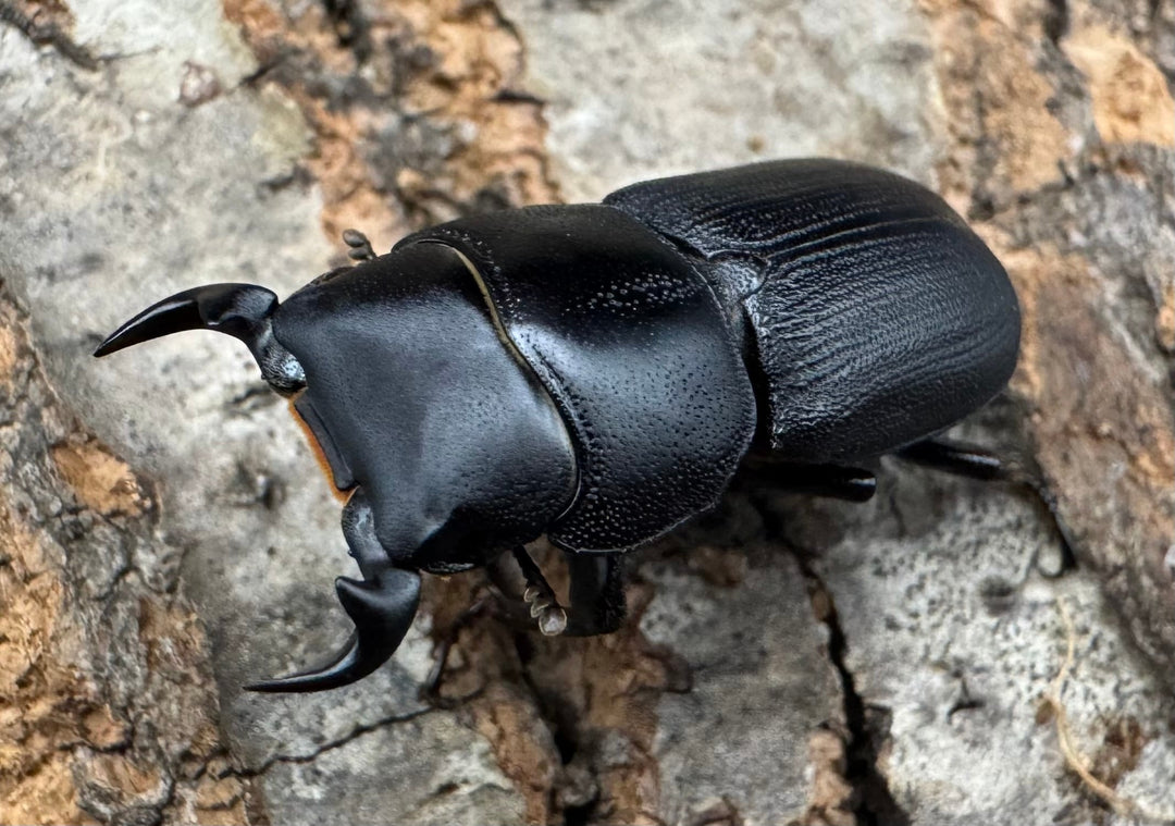 【WD】《ドルクス zhouchaoi（メンシウス ssp.） 27mm ペア》