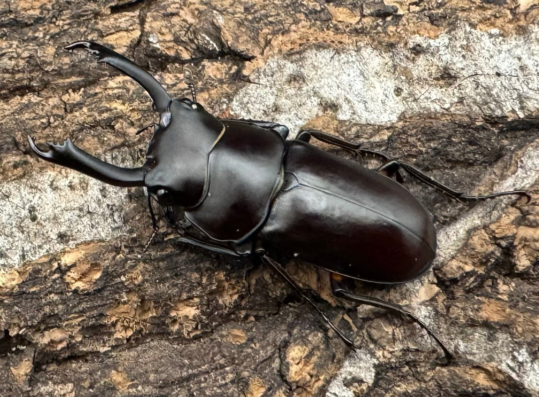 【WD】《ルフォノタトゥスコクワ 36.5mm ペア》