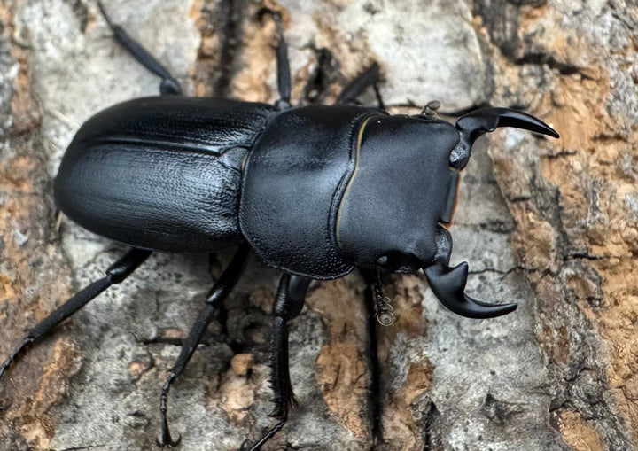 【WD】《ドルクス zhouchaoi（メンシウス ssp.） 28mm ペア》