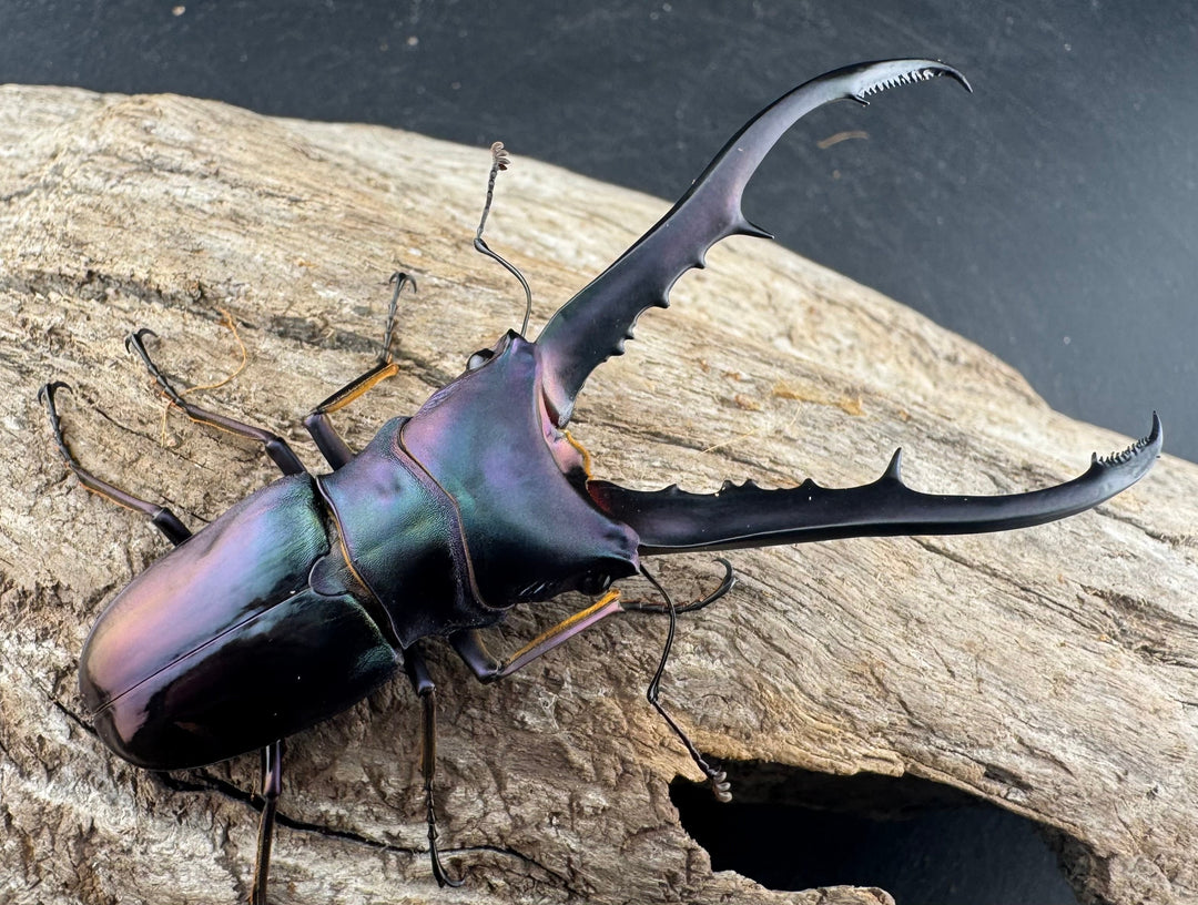 【美麗】《メタリフェルホソアカ亜種finae 78mm ペア》わたくわ氏ブリード個体