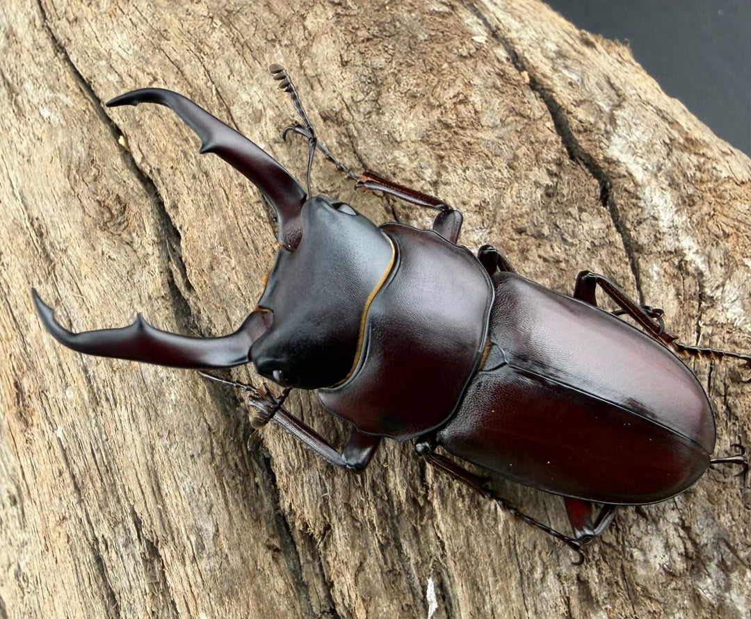 《ミシマコクワガタ 硫黄島産 47mm ♂♀♀トリオ》