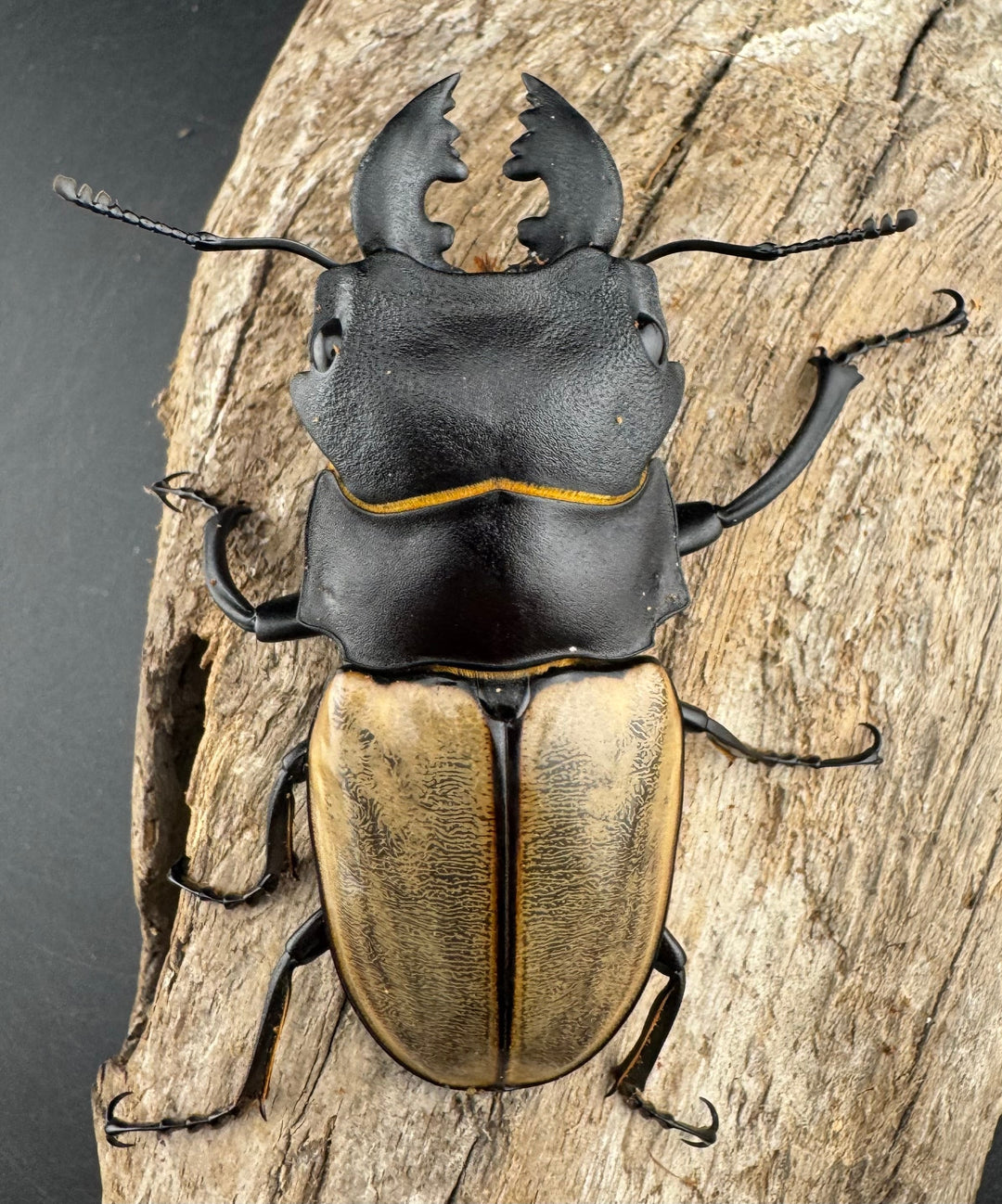 【WD】《カステルナウディツヤ 75.5mm ペア》