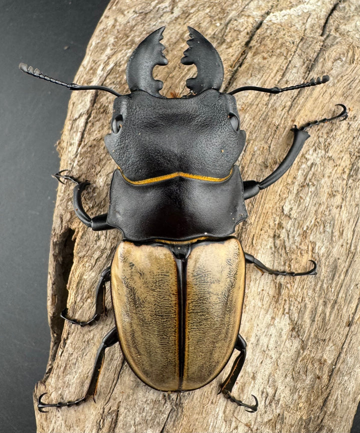 【WD】《カステルナウディツヤ 75.5mm ペア》