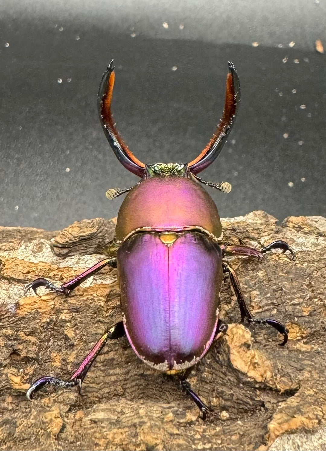 【美麗】《パプアキンイロクワガタ ペア》inohiro109氏ブリード個体