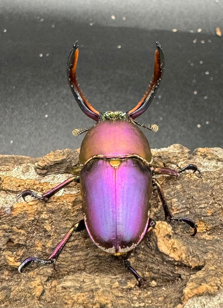 【美麗】《パプアキンイロクワガタ ペア》inohiro109氏ブリード個体