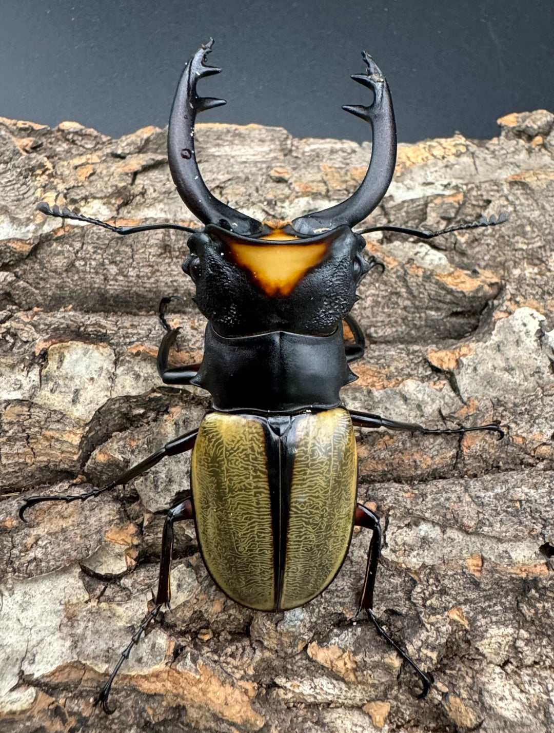 【WD】《ラコダールツヤクワガタ 76mm ペア》