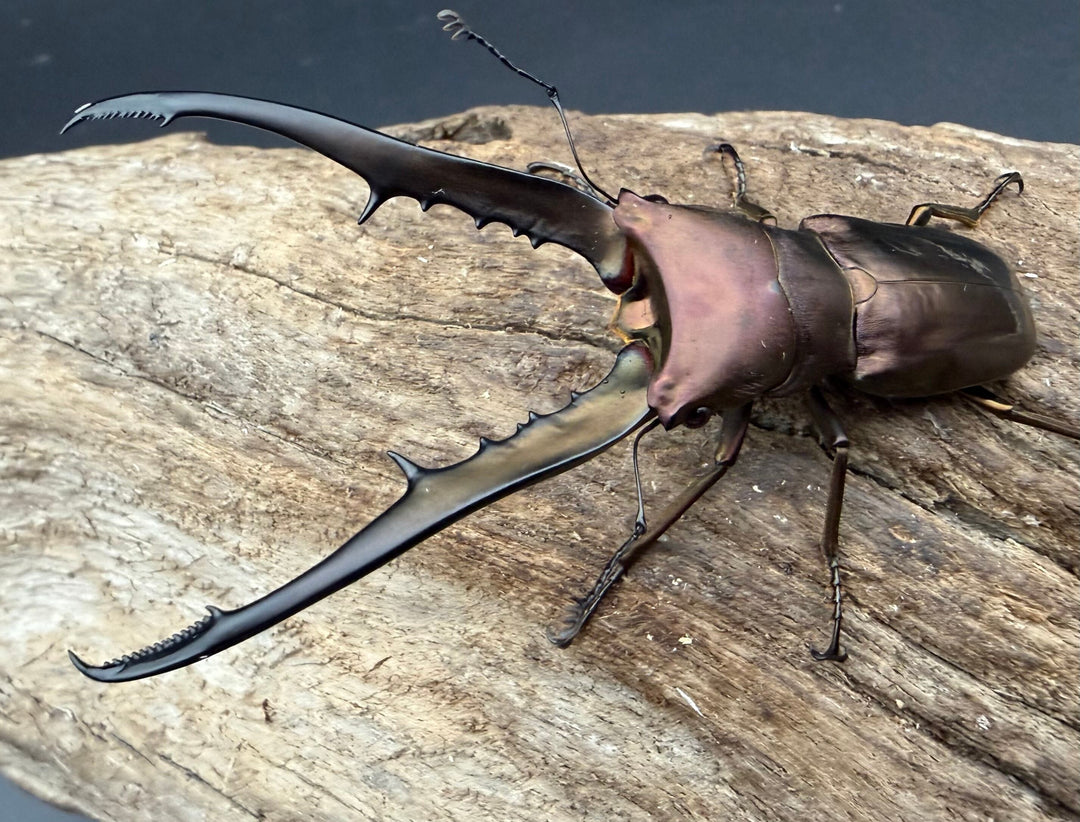 《メタリフェルホソアカ亜種フィナエ パープル系 80mm ペア》