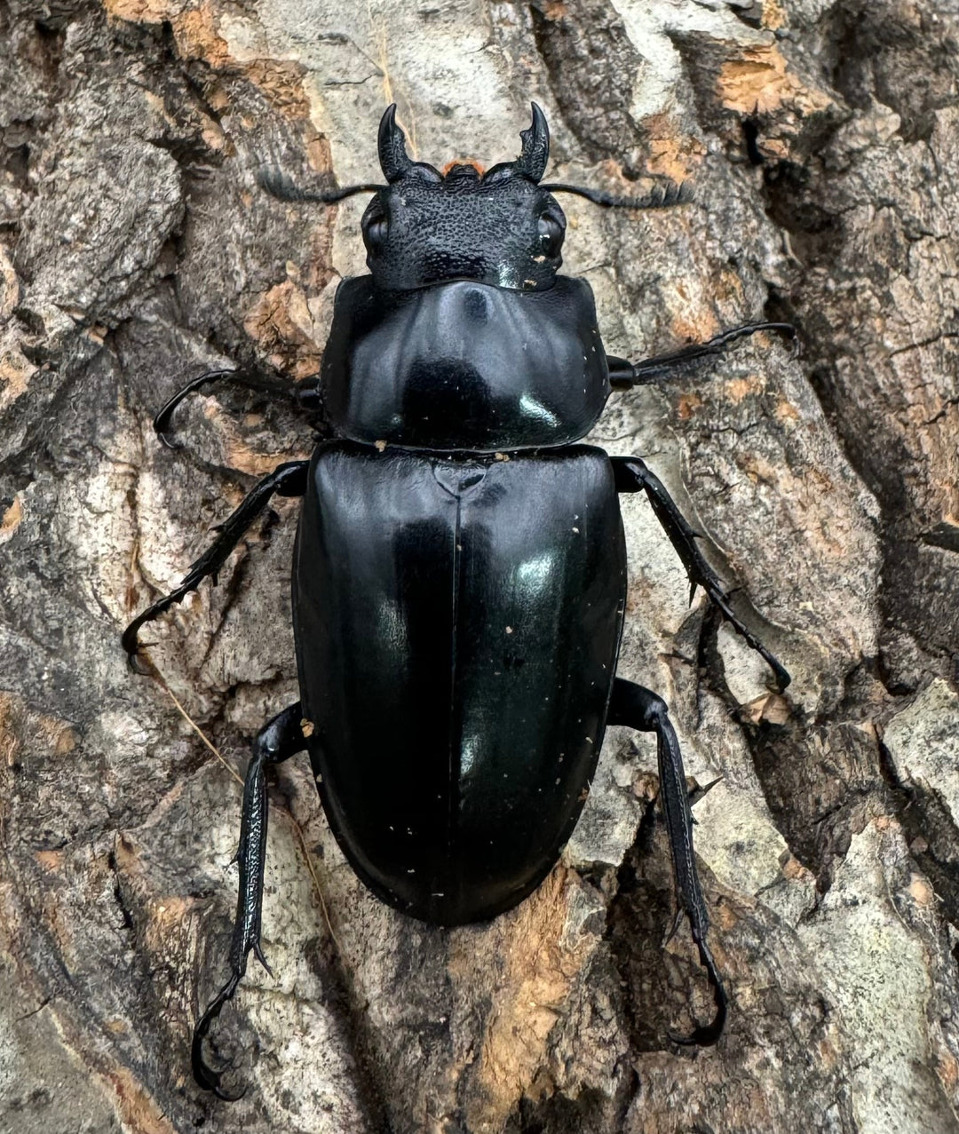 【WD】《ギラファノコギリ亜種ケイスケ 100mm A'品ペア》