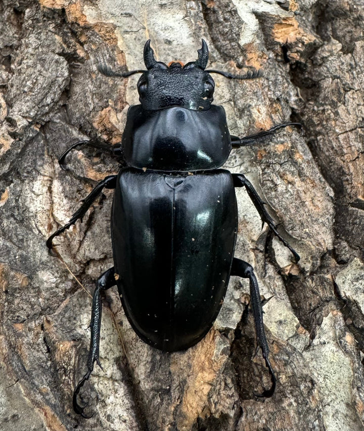 【WD】《ギラファノコギリ亜種ケイスケ 100mm A'品ペア》