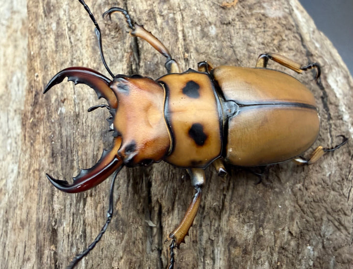 【WF4】《グラディアトールメンガタクワガタ 40mm ♂♀♀トリオ》