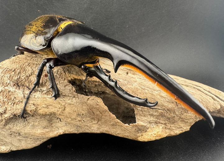 即ブリ《ヘラクレス・ヘラクレス 146mm B品ペア》