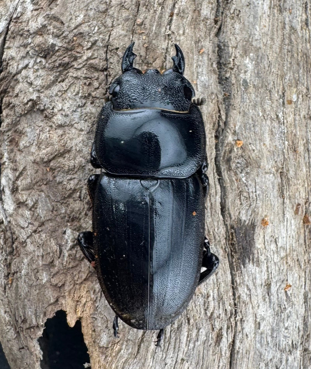 【WD】《ダイオウヒラタ 東ジャワ産 80.5mm ペア》