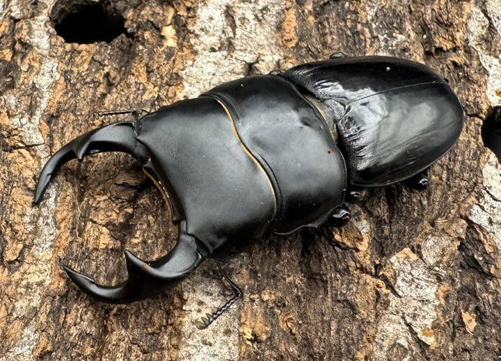 【WD】《ジャワパリーオオクワ 63.5mm ペア》