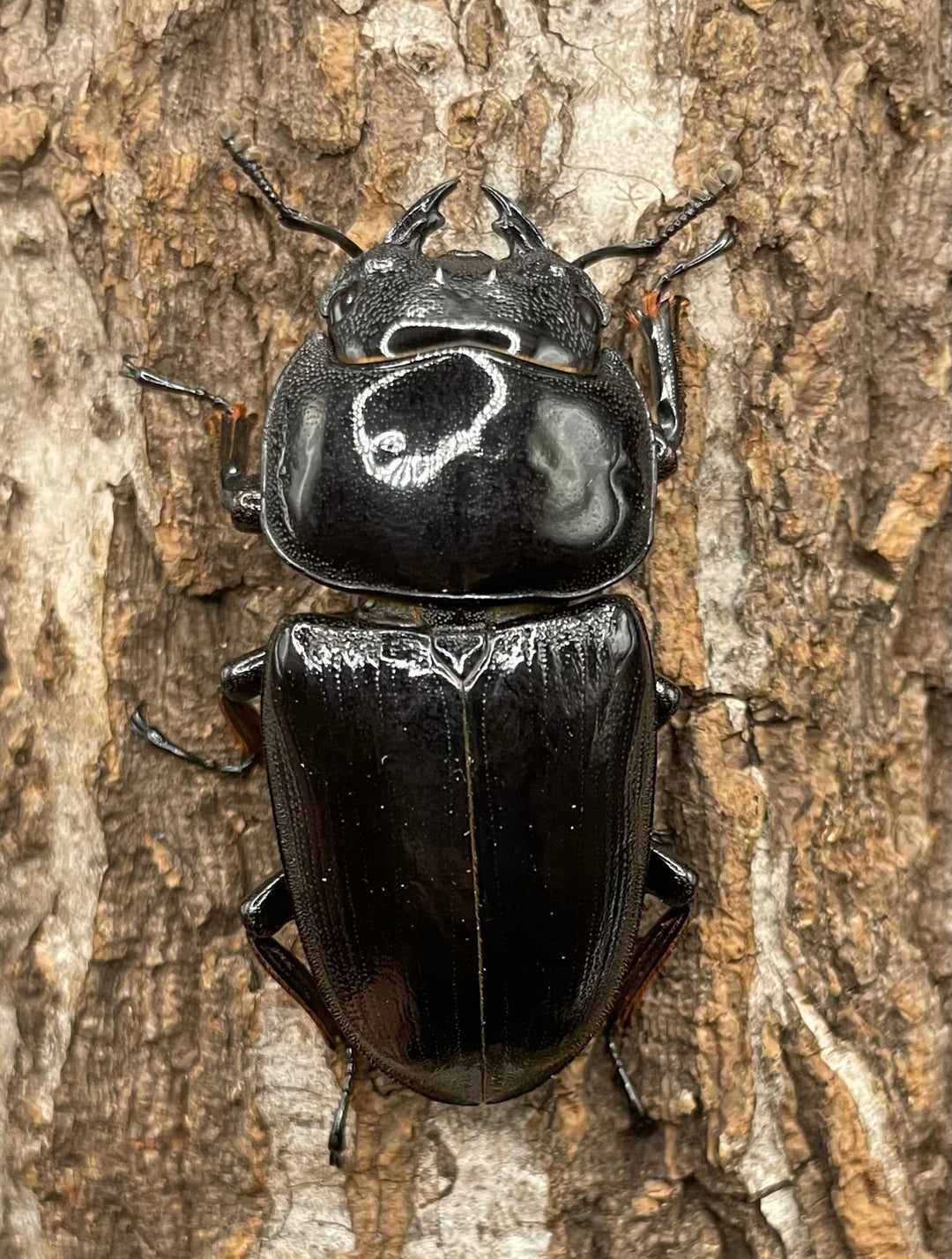 《インドグランディス亜種moriyai Garda95.0血統 80mm ♂♀♀トリオ