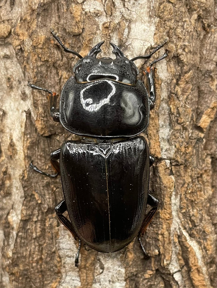 《インドグランディス亜種moriyai Garda95.0血統 80mm ♂♀♀トリオ