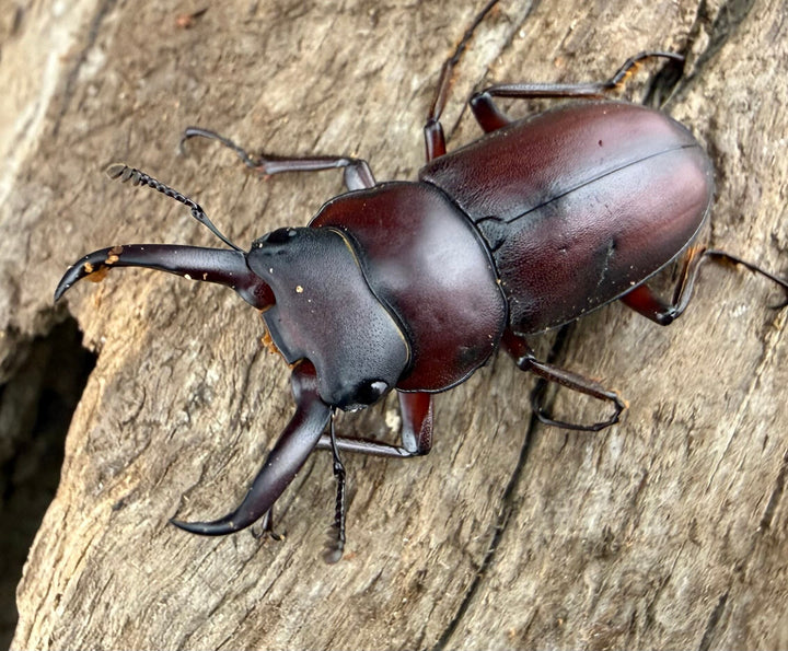 《ミシマコクワガタ 硫黄島産 31mm ♂♀♀トリオ》