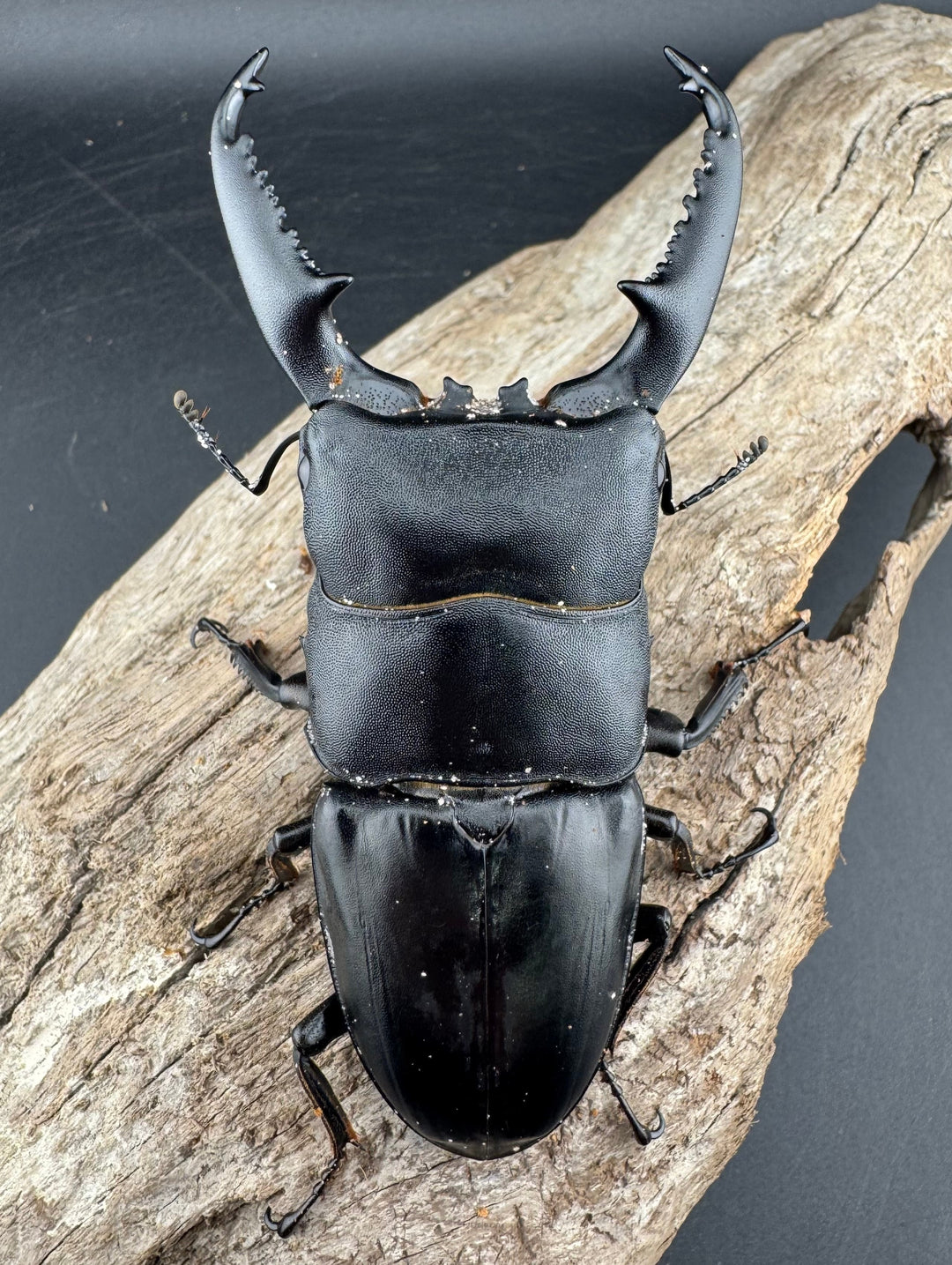 【WD】《パラワンオオヒラタ バタラザ産 98.5mm ペア》