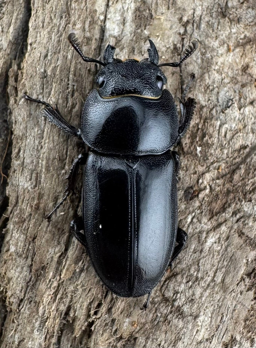 【WD】《トンキンノコギリヒラタクワガタ ベトナム産 47.5mm ペア》