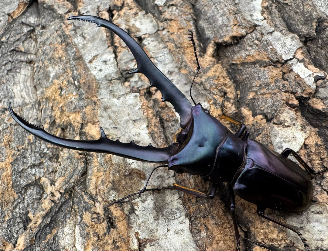 【美麗】《メタリフェルホソアカ 74mm ペア》わたくわ氏ブリード個体