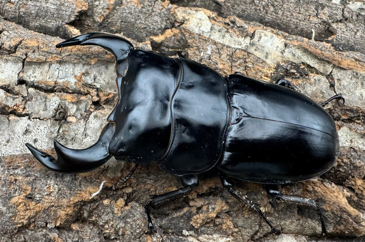 《インドアンタエウス サディア産 80mm ペア》